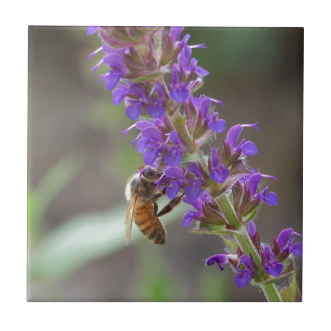 Honeybee on Salvia Ceramic Tile (Front)