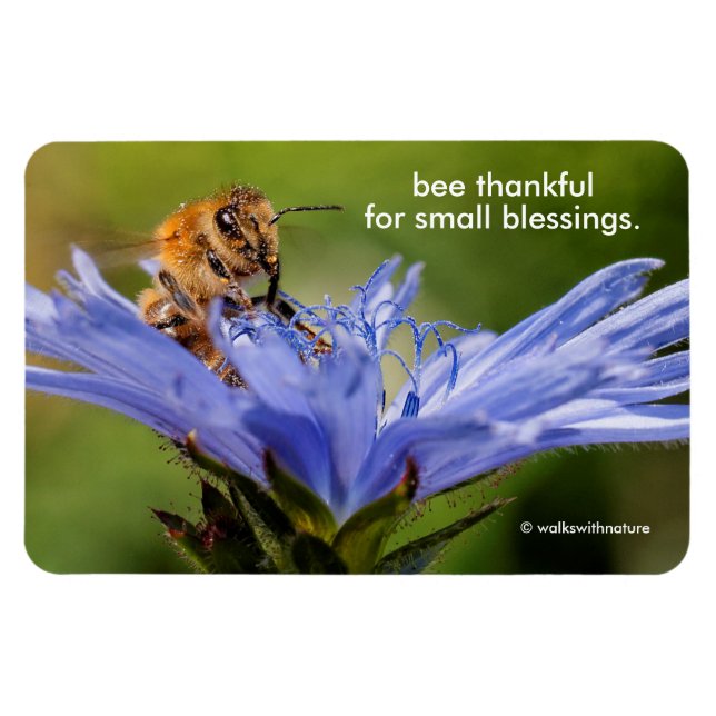Honeybee on the Flowering Radicchio Flower Magnet (Horizontal)