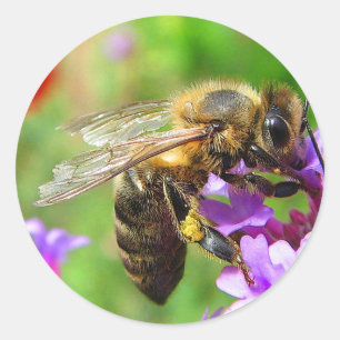 Honeybee on Verbena Classic Round Sticker