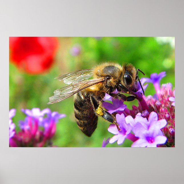Honeybee on Verbena Poster (Front)