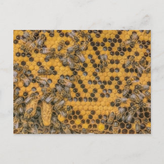 Honeybee Photo  2 Queen Cells on honey comb . Postcard