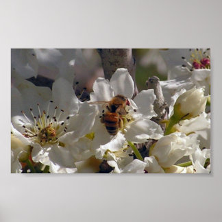 Honeybee Poster