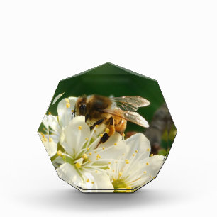 Honeybee & White Plum Macro Acrylic Photo Block
