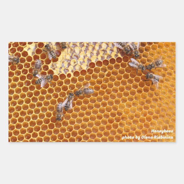 Honeybees in a hive  rectangular sticker (Front)