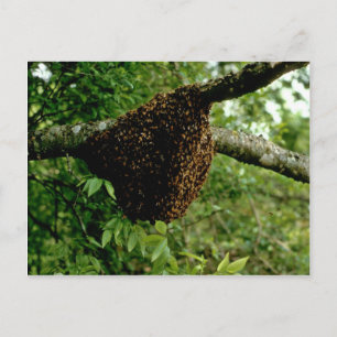 Honeybees Postcard