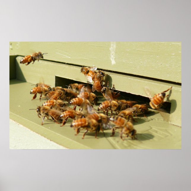 Honeybees Poster (Front)