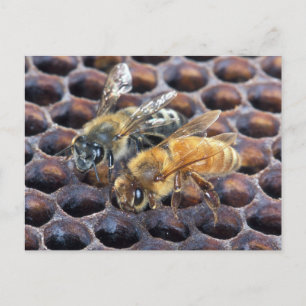Honeycomb Bees Postcard