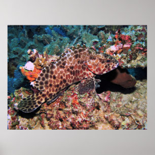 Honeycomb Grouper Poster