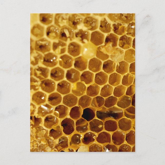 Honeycomb Postcard (Front)