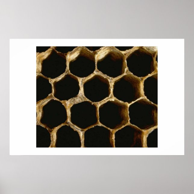 Honeycomb Poster (Front)