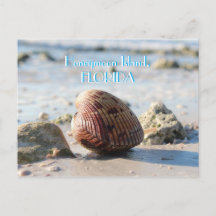 Honeymoon Island, Florida beach seashell