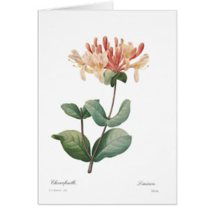 Honeysuckle