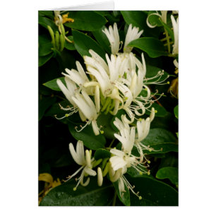 Honeysuckle