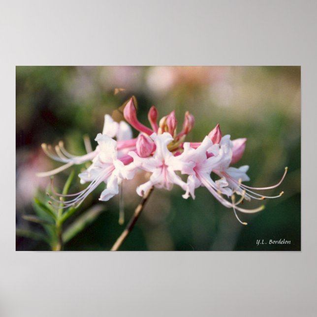 Honeysuckle Azalea Wildflower Poster (Front)