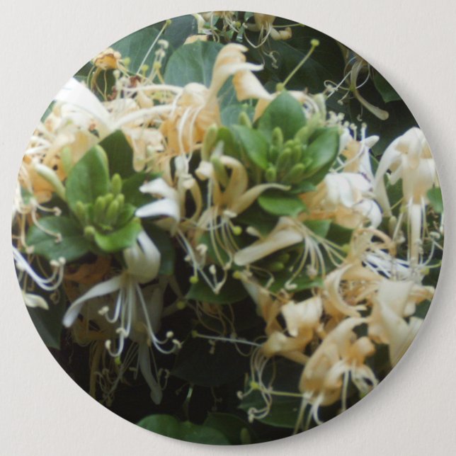 Honeysuckle Blooms 6 Cm Round Badge (Front)