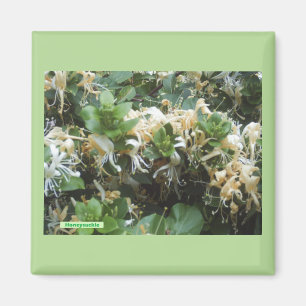 Honeysuckle Blooms Magnet
