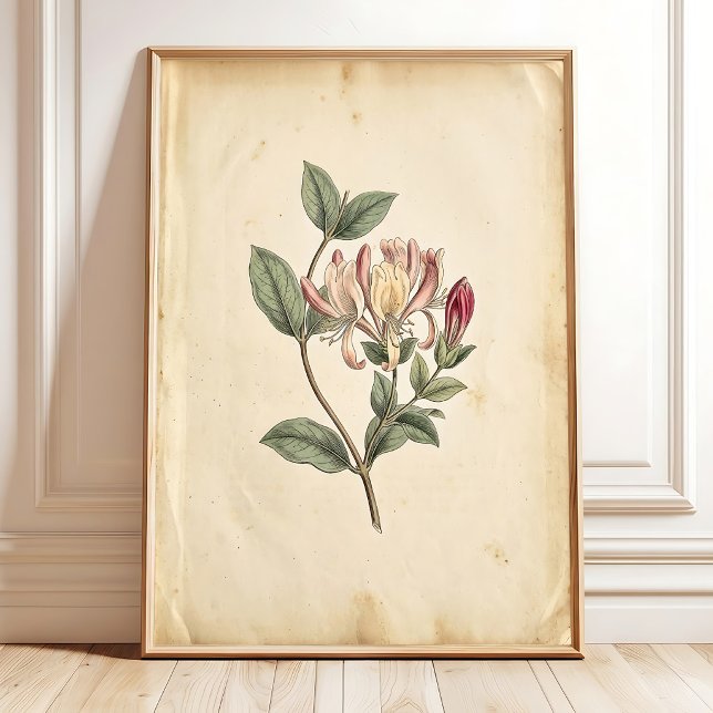 Honeysuckle Botanical Study Art Print (Creator Uploaded)