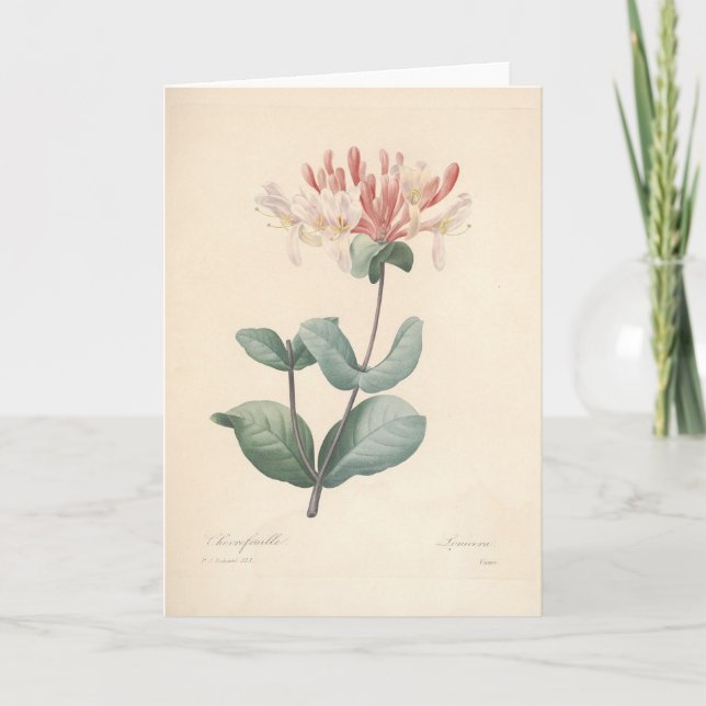 Honeysuckle by Redoute Botanical Sympathy Card (Front)