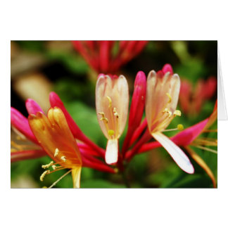 Honeysuckle Card