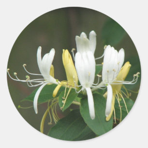 Honeysuckle Classic Round Sticker