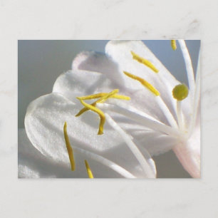 Honeysuckle Flower  Postcard