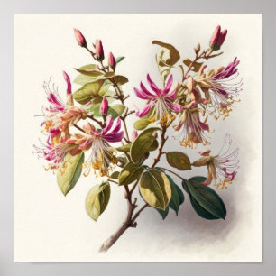 Honeysuckle Flowers Art Print Poster