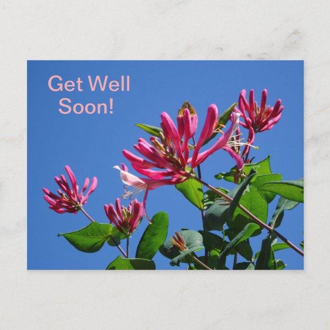 Honeysuckle -Get Well Soon- Postcard (Front)