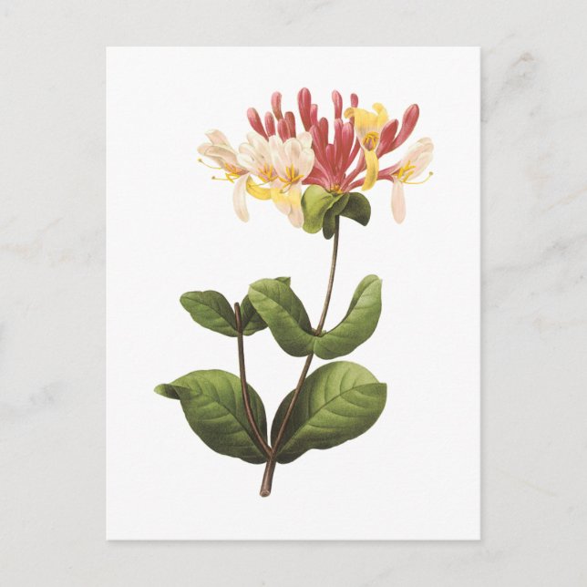 honeysuckle(Lonicera sp.) by Redouté Postcard (Front)