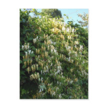 Honeysuckle On A Wall