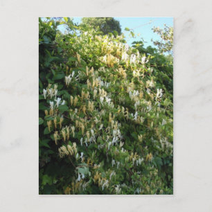 Honeysuckle On A Wall Postcard