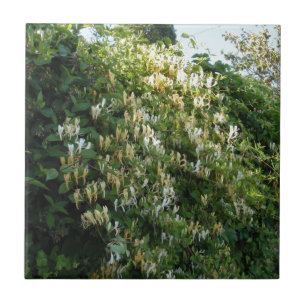 Honeysuckle On A Wall Tile