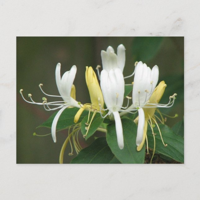 Honeysuckle Postcard (Front)