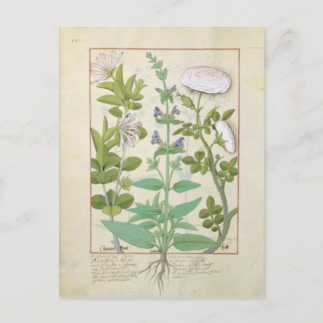 Honeysuckle, Sage and Rose Postcard (Front)