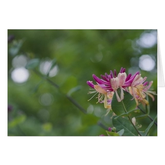 Honeysuckle Touch (Front Horizontal)