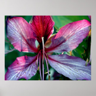 Hong Kong Orchid Tree flower Poster