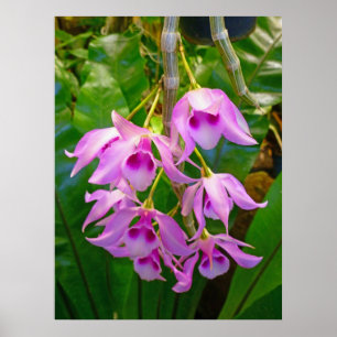 Honohono Orchids and Ferns Poster