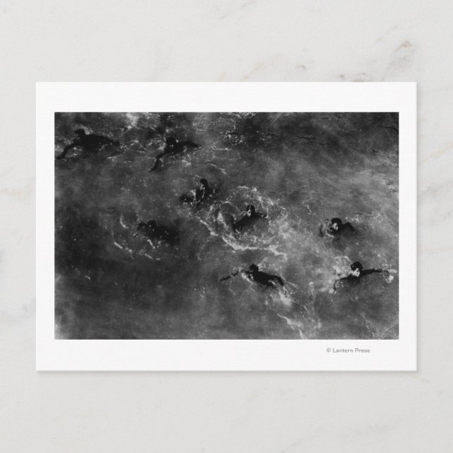 Honolulu, HA - Diving Boys Near Honolulu Harbour Postcard (Front)