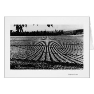 Honolulu, Hawaii - View of Pineapple Fields