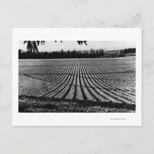 Honolulu, Hawaii - View of Pineapple Fields Postcard