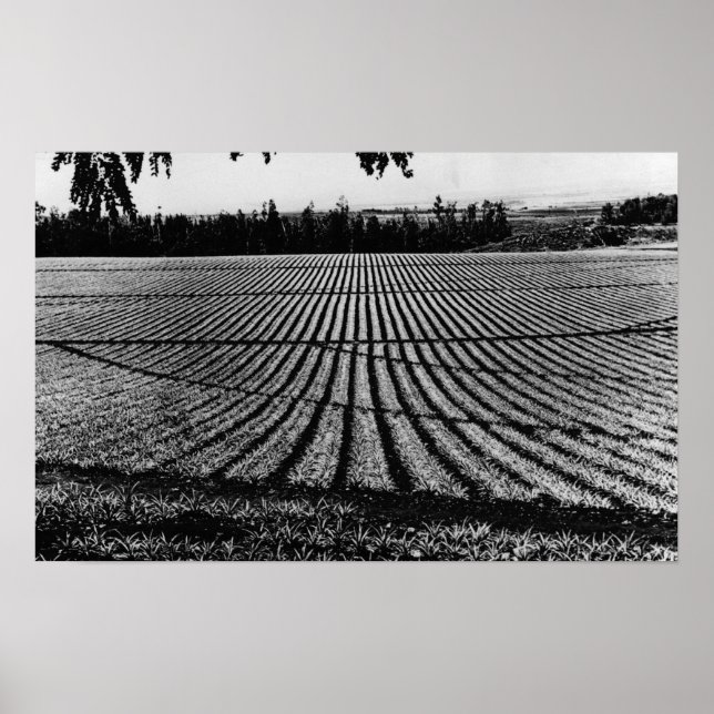 Honolulu, Hawaii - View of Pineapple Fields Poster (Front)