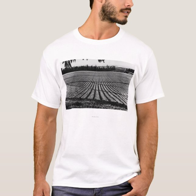 Honolulu, Hawaii - View of Pineapple Fields T-Shirt (Front)