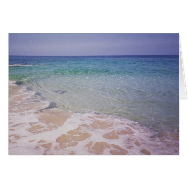 Honu at  La a'Loa Beach (Front Horizontal)