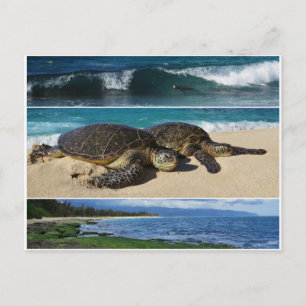Honu, Hawaiian Green Sea Turtle, Oahu, North Shore Postcard