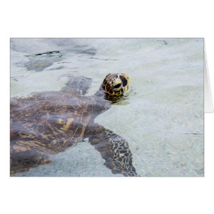 Honu Hawaiian Sea Turtle - Hawaii Turtles