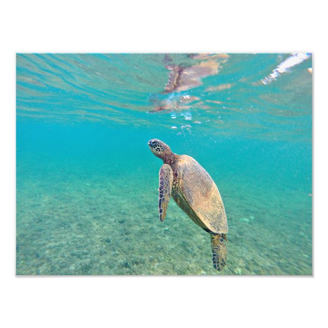 Honu Hawaiin Green Sea Turtle Underwater Print (Front)