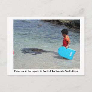 Honu in lagoon in front of Seaside Zen Cottage Postcard