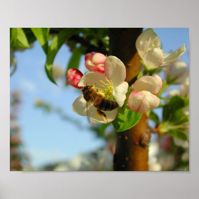 Honyebee 8x10 poster (Front)