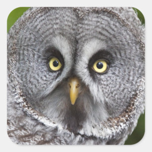 Hoo are You? Sticker