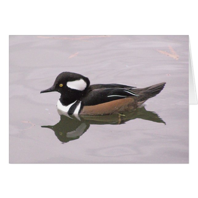 Hooded Merganser (Front Horizontal)