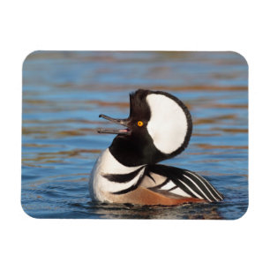 Hooded Merganser Calling Magnet
